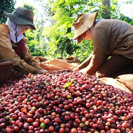 Giá cà phê hôm nay 21/5: Duy trì quanh mức 31.000 đồng/kg